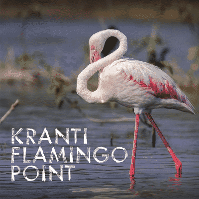 kranti flamingo point